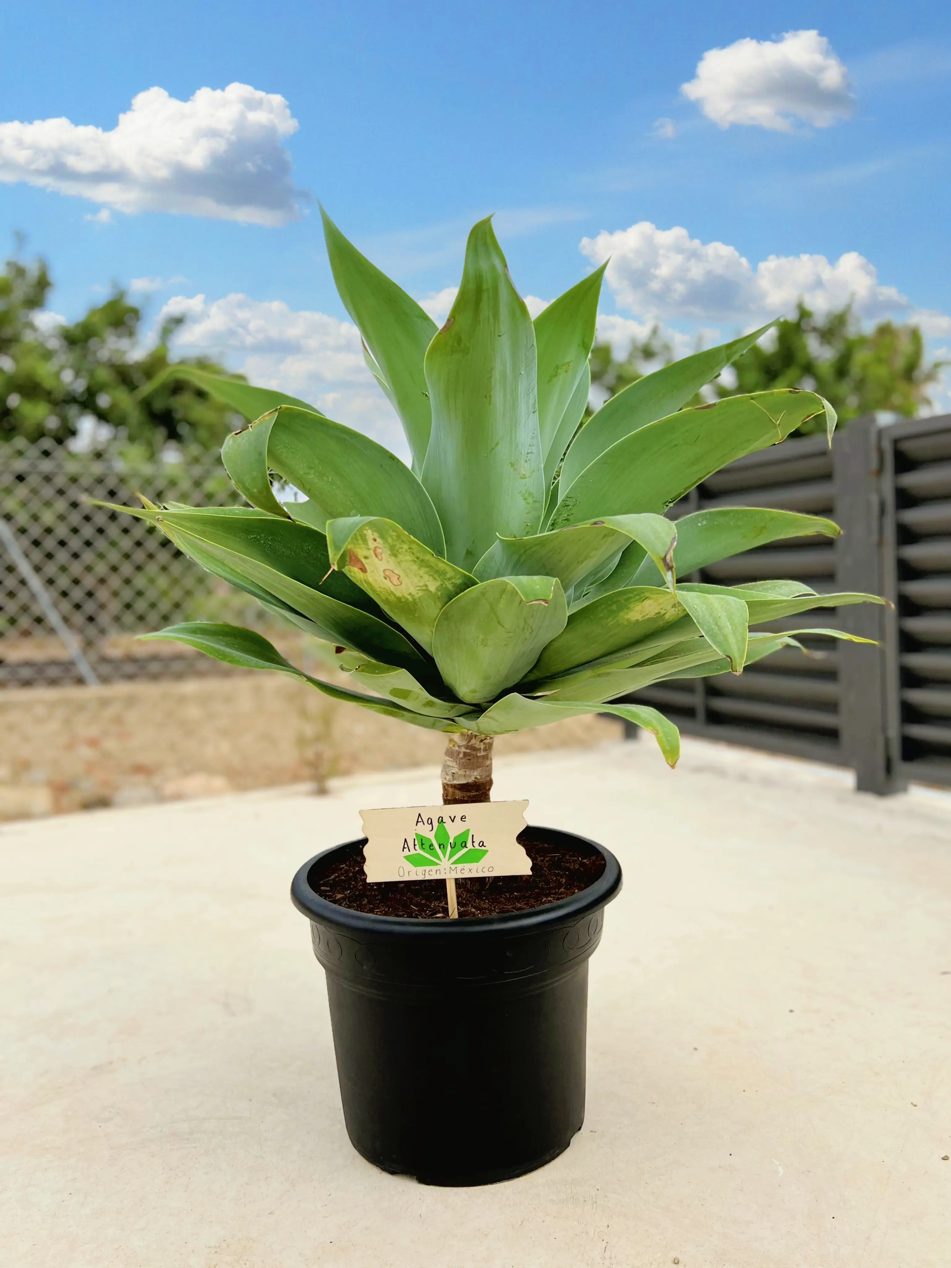 Agave attenuata