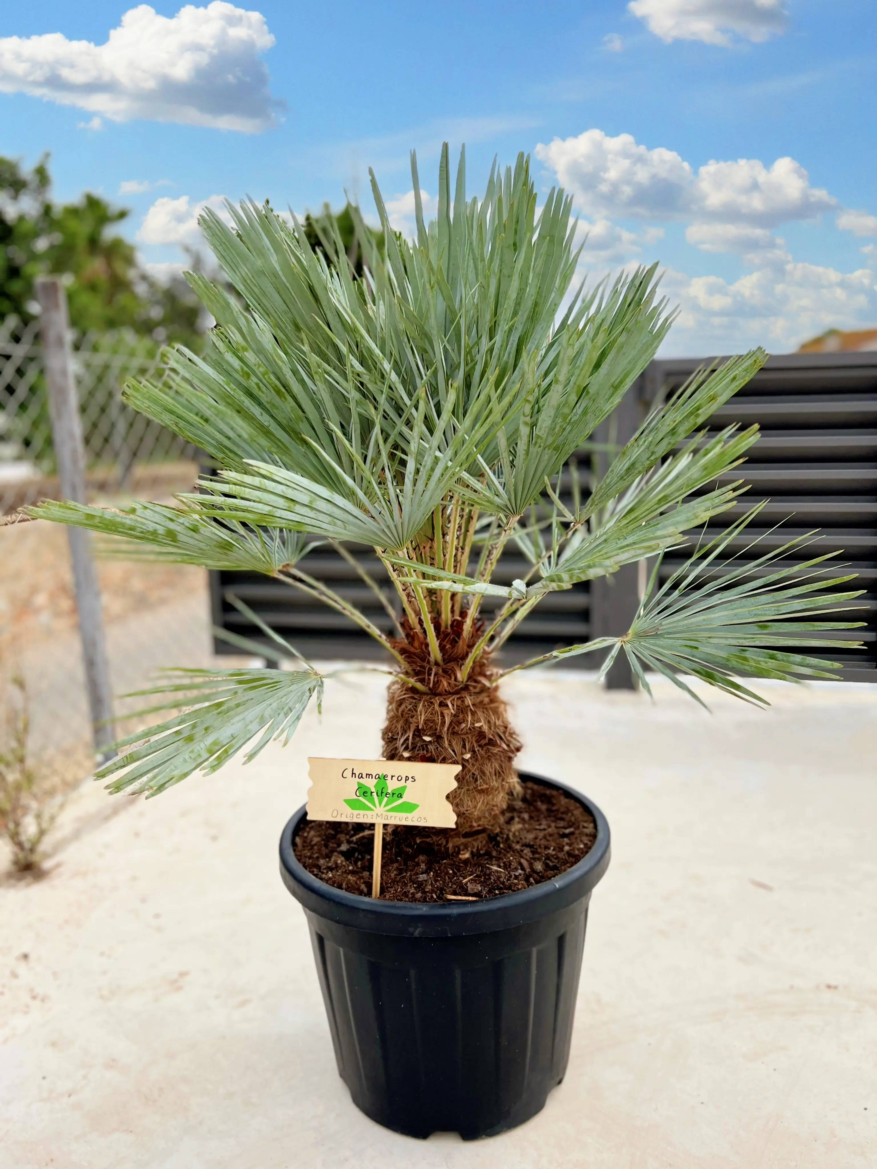 Chamaerops humilis var. cerifera, blue Mediterranean fan palm