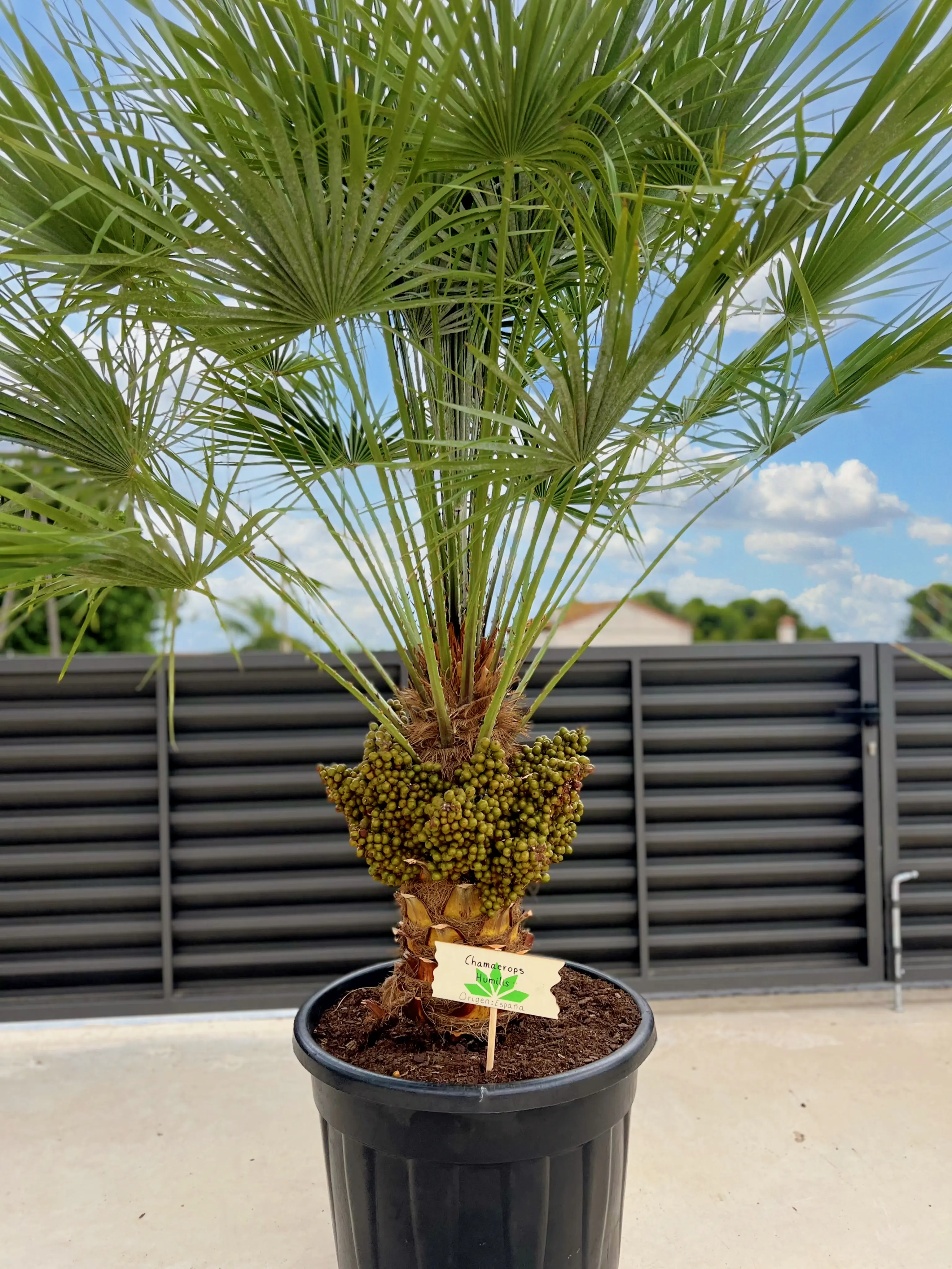 Chamaerops humilis multitronco