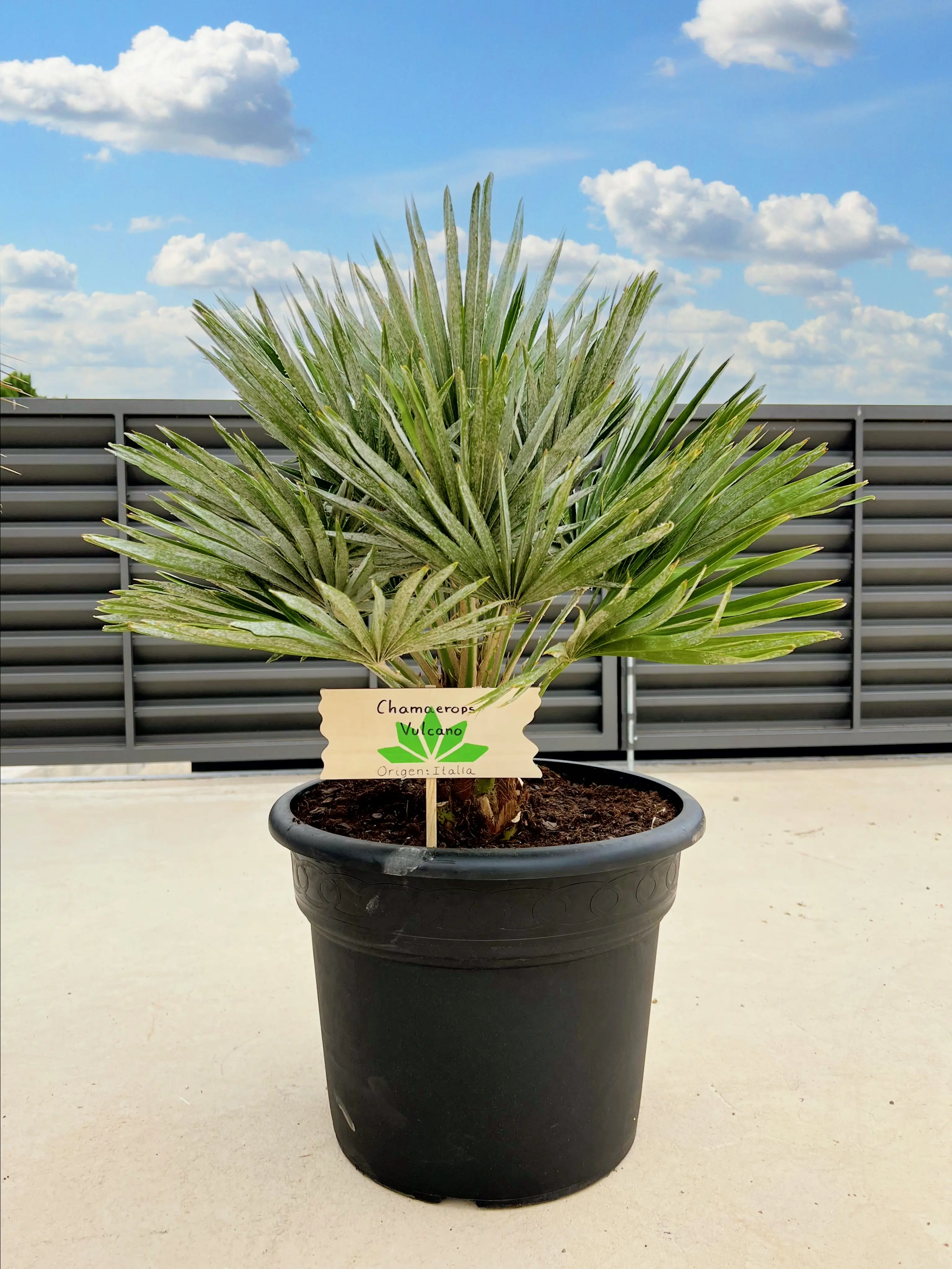 Chamaerops humilis Vulcano, compact fan palm