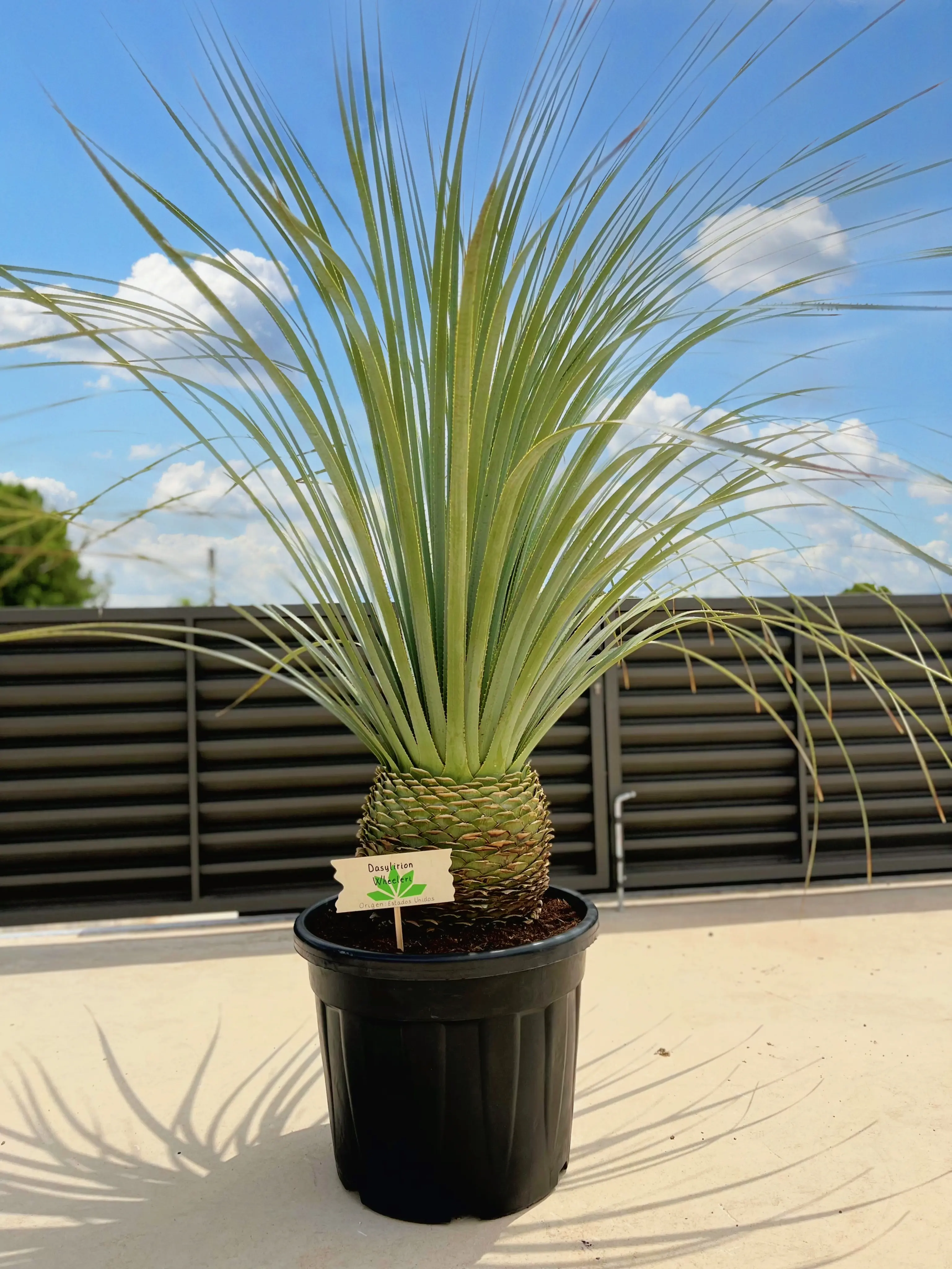 Dasylirion wheeleri, desert spoon