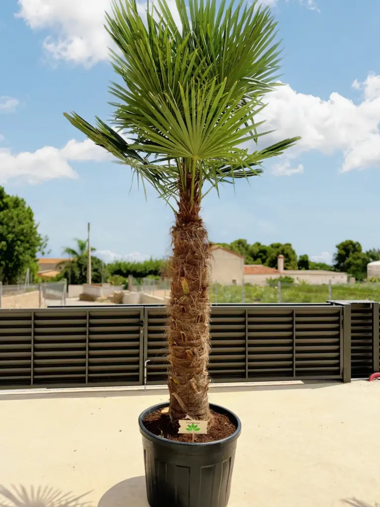 Trachycarpus fortunei, palmera de abanico china