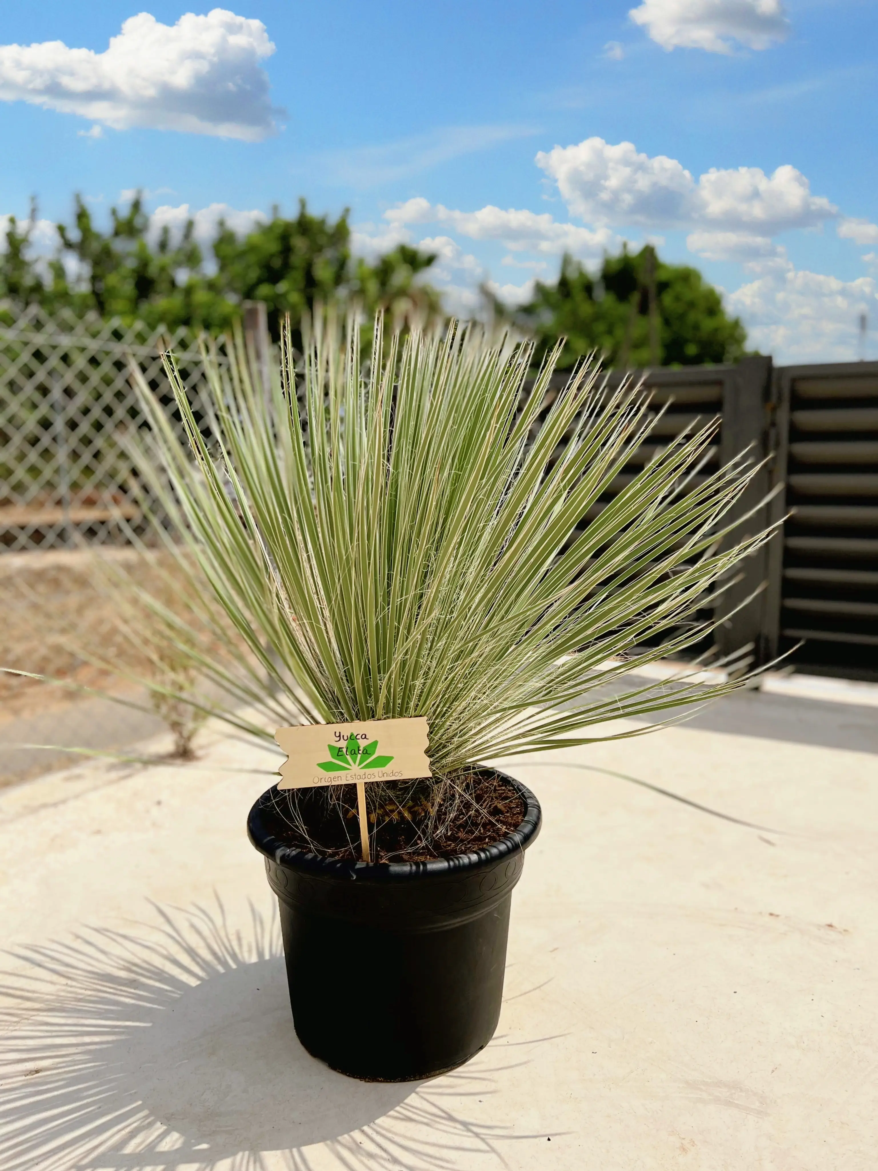 Yucca elata