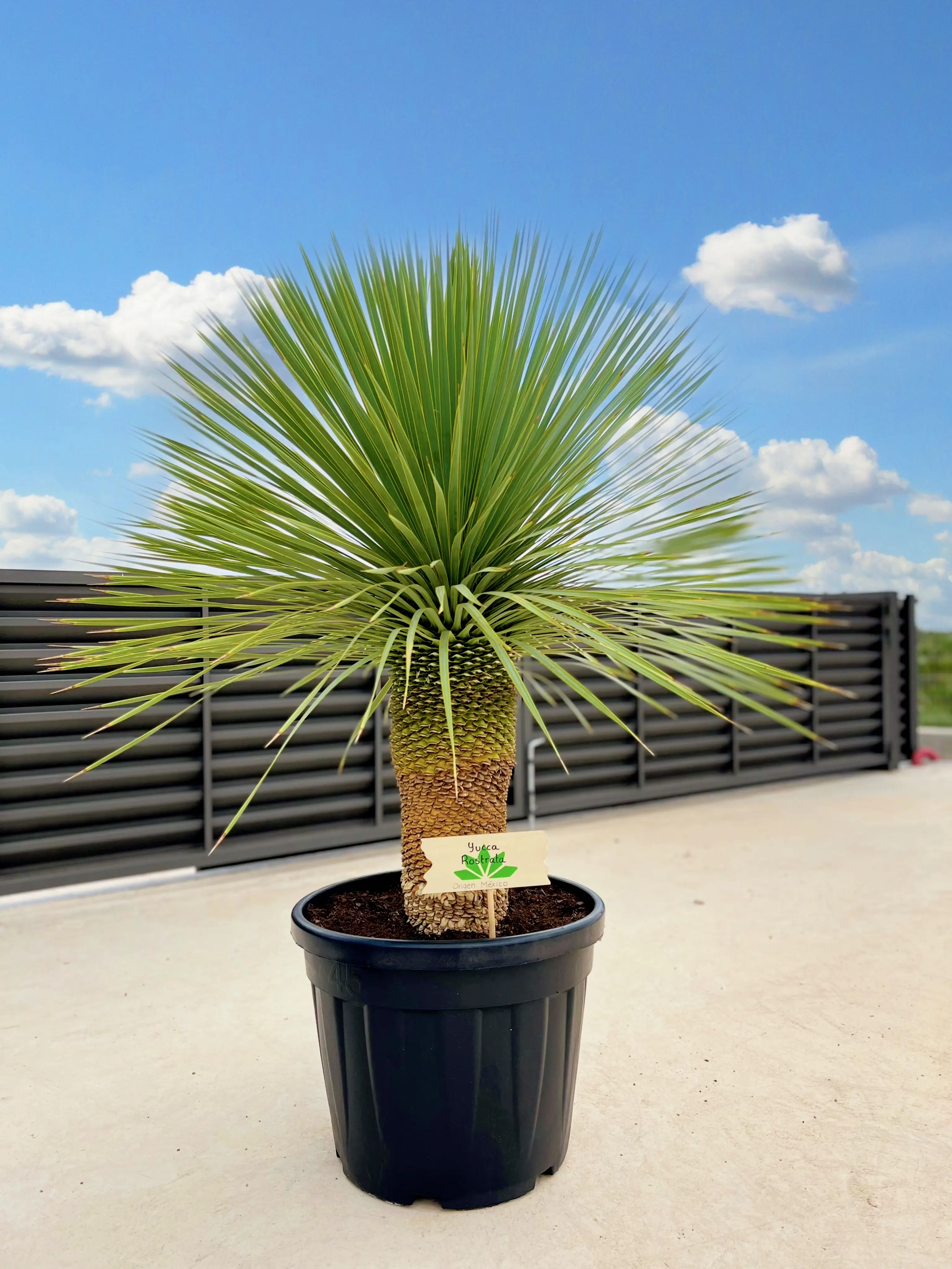 Yucca rostrata, beaked yucca