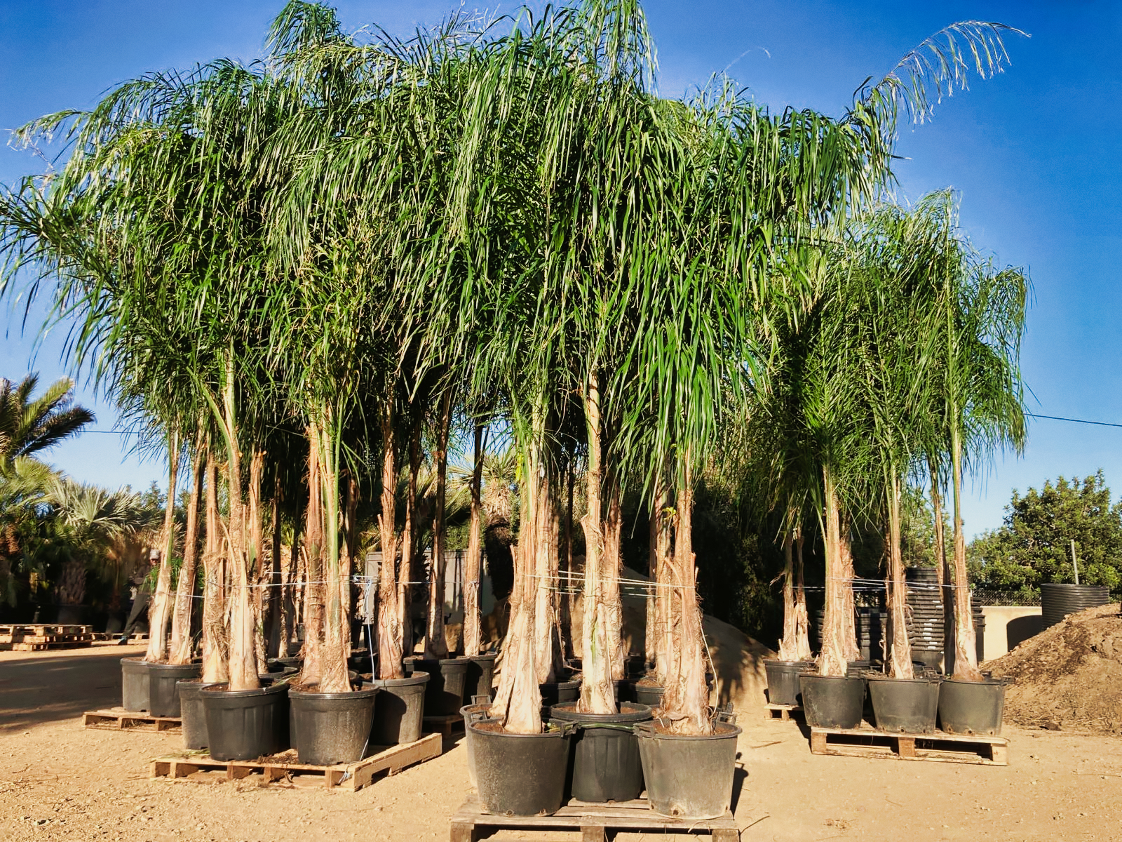 Palmeras grandes con tronco en el vivero