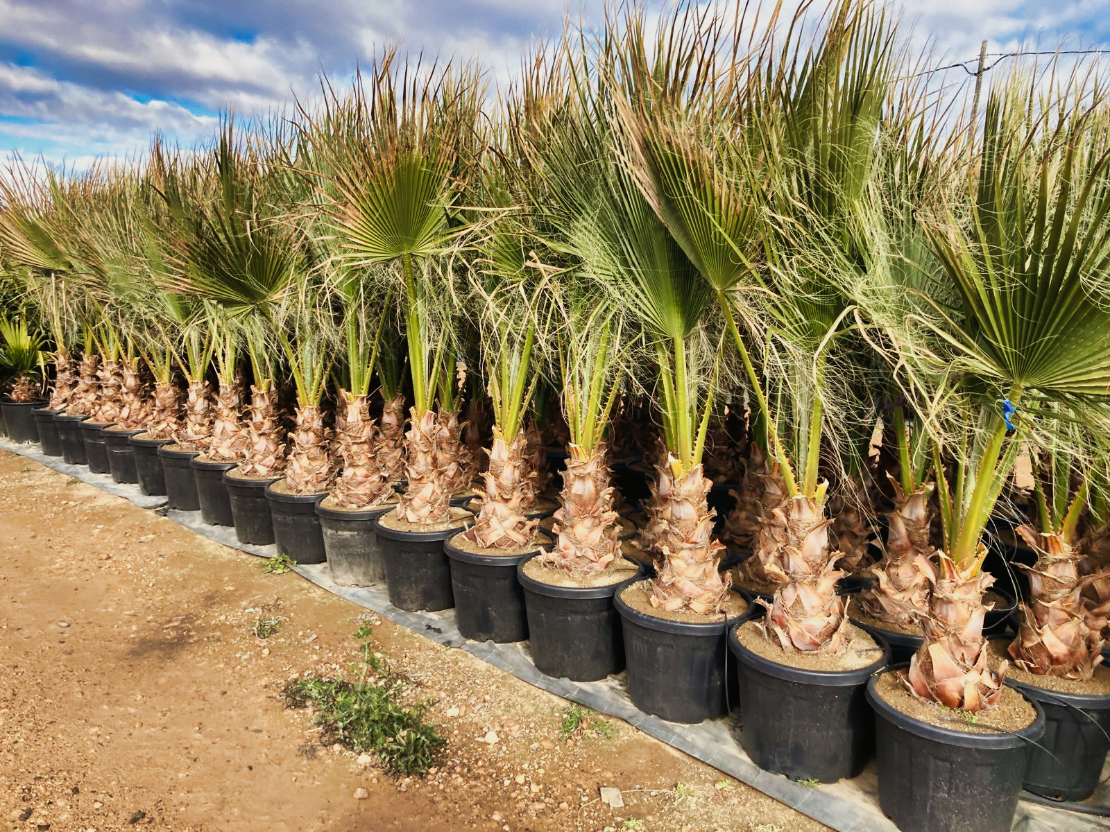 Hilera de palmeras de abanico resistentes al frío en el vivero Tropicalia