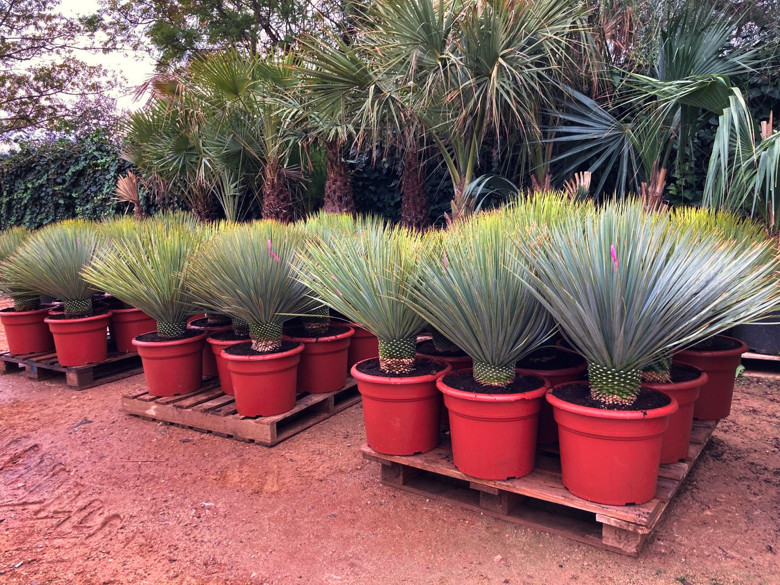 Yuccas y plantas desérticas en contenedor en el vivero Tropicalia
