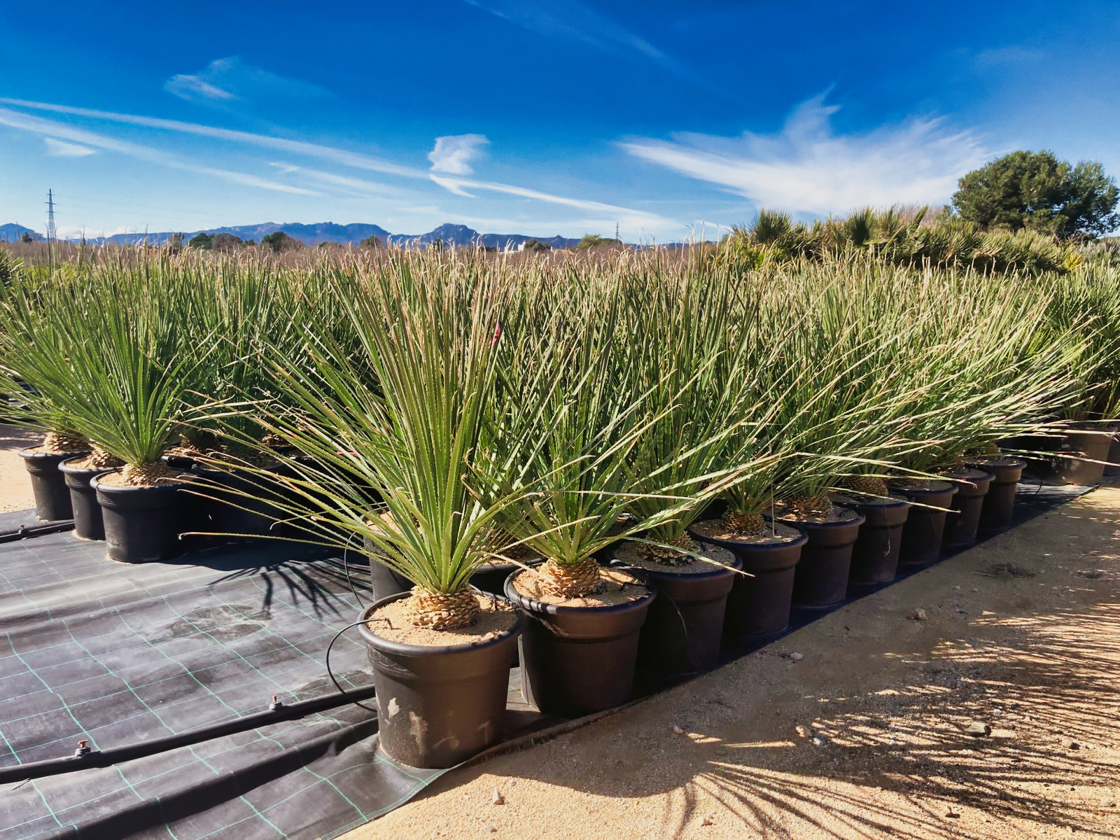 Yuccas y plantas para jardín seco