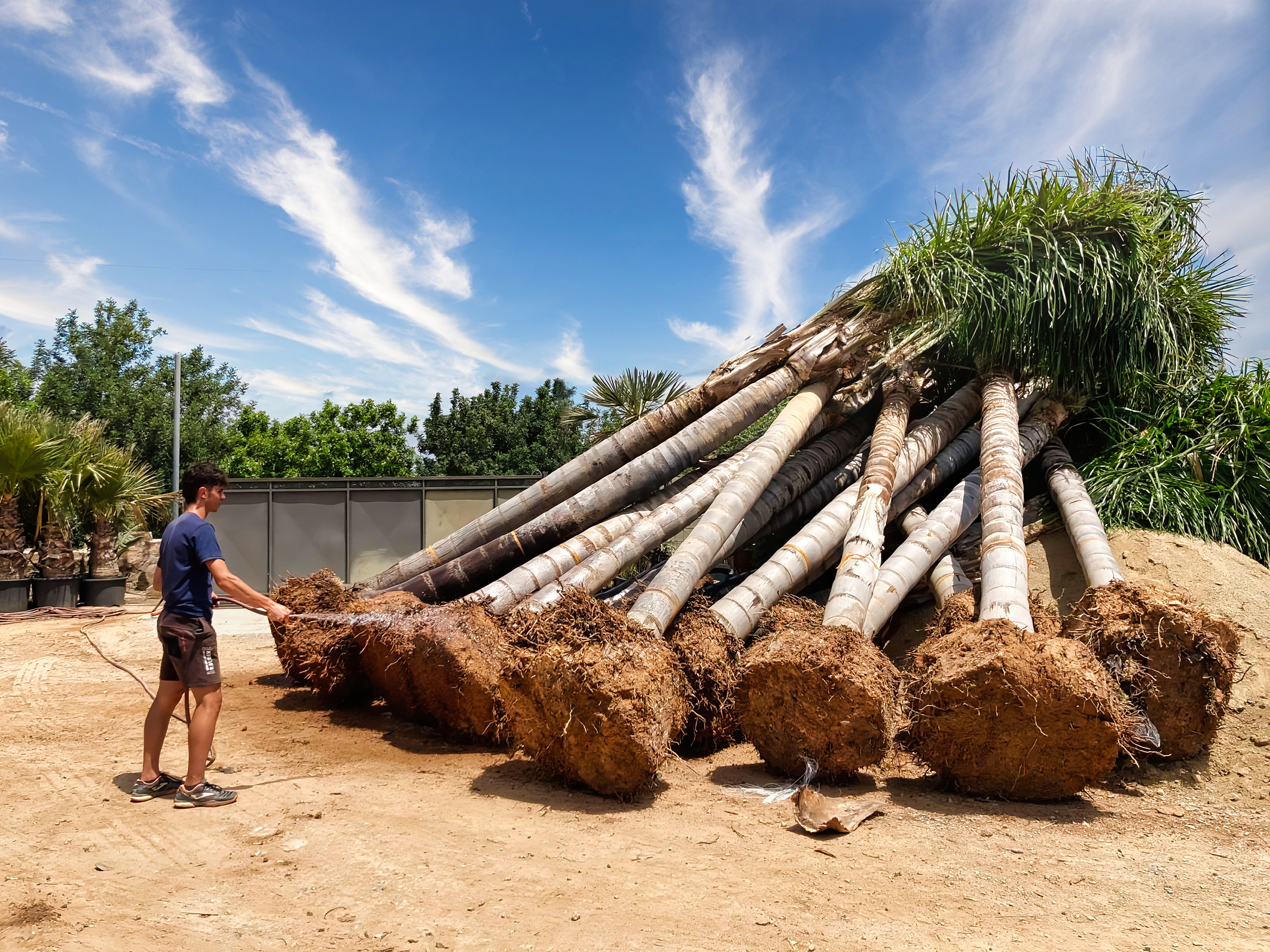 Palmeras grandes con cepellón listas para plantar